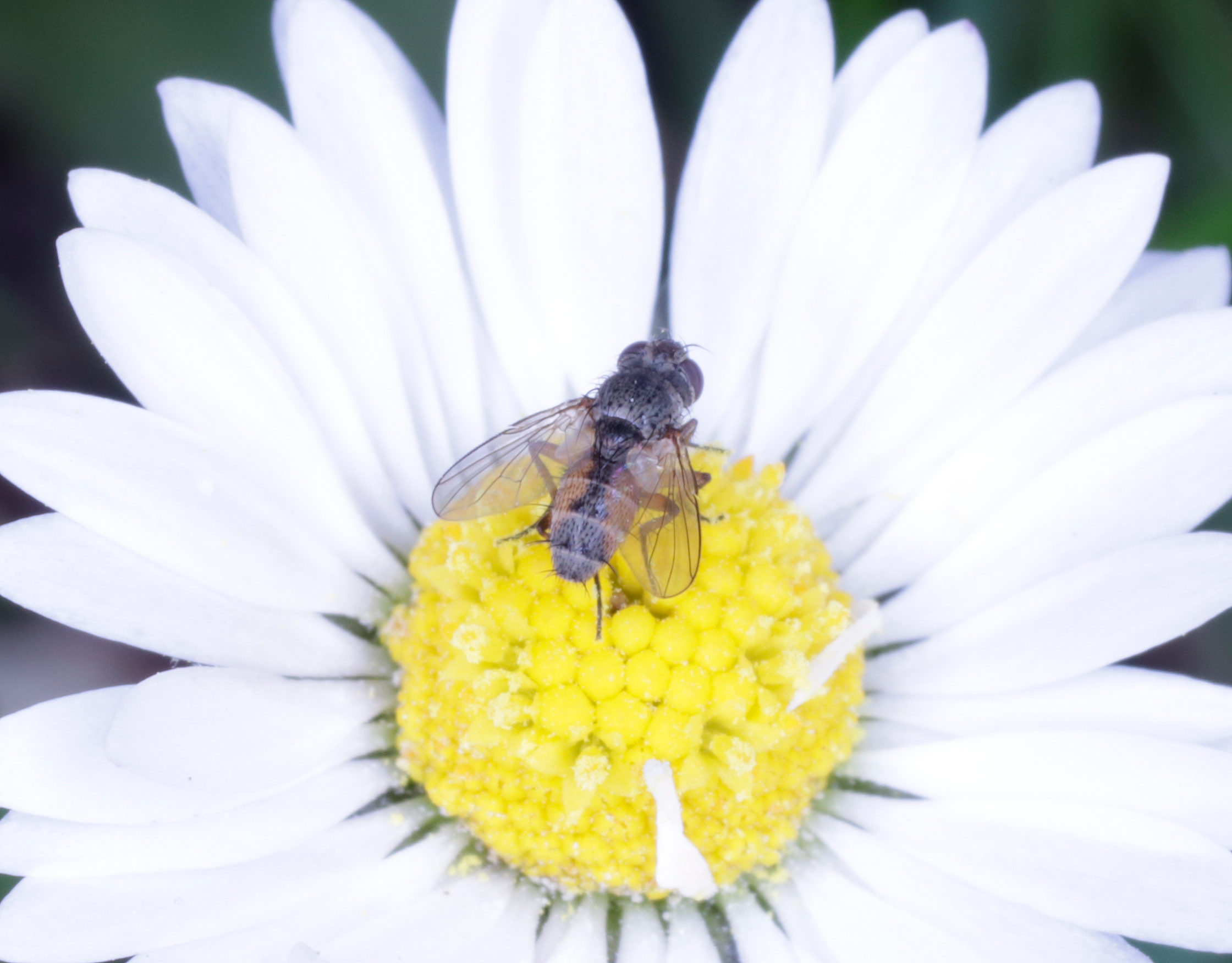 Tachinidae: Siphona da ID:  S. cfr. pauciseta